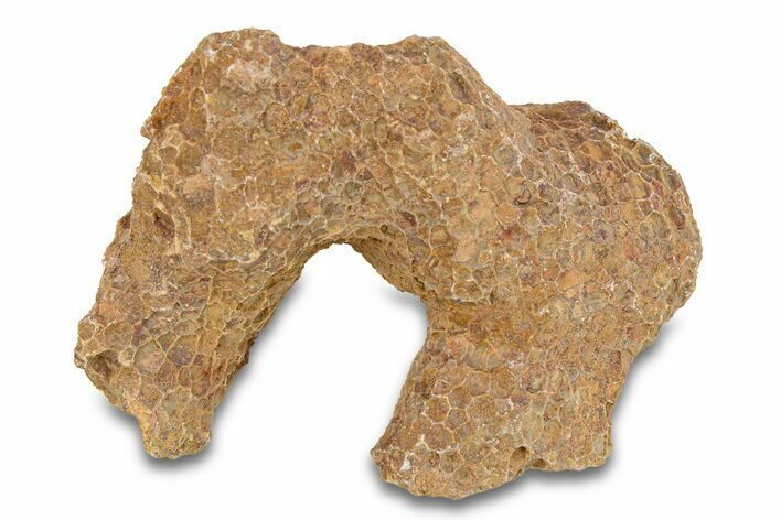 Fossil Tabulate Coral - Western Sahara, Morocco #289607